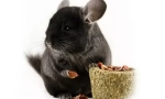 Kule za chinchillas: što se može i ne može dobiti kako napraviti sebe